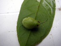 Syzygium hylophilum image