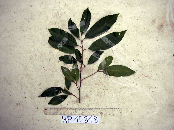 Planchonella obovata image