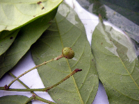 Phyllanthus clamboides image