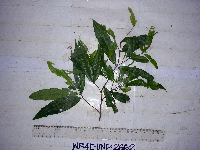 Syzygium longipes image