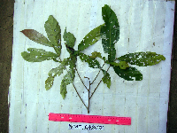 Chisocheton lasiocarpus image