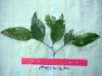 Celtis latifolia image