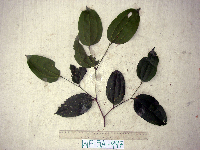 Celtis latifolia image