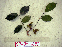 Gnetum gnemonoides image