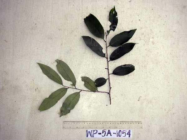 Gymnacranthera farquhariana var. zippeliana image