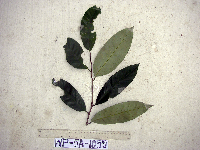 Gymnacranthera farquhariana var. zippeliana image