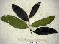 Image of Drypetes oblongifolia