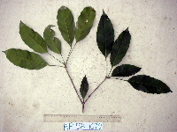 Pimelodendron amboinicum image