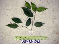 Celtis latifolia image