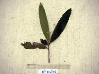 Calophyllum soulattri image