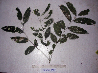 Harpullia arborea image