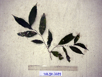 Celtis latifolia image