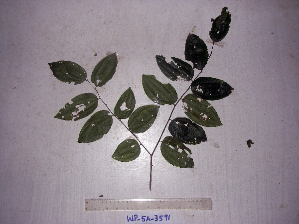 Smythea lanceata image
