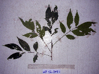 Goniocheton arborescens image