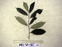 Gymnacranthera farquhariana var. zippeliana image