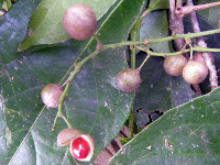 Erythrospermum candidum image