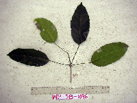 Pimelodendron amboinicum image