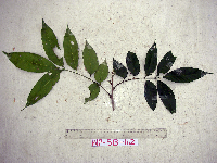 Goniocheton arborescens image