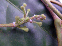 Goniocheton arborescens image