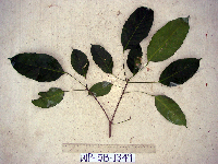 Pimelodendron amboinicum image