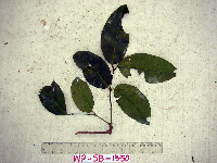 Gnetum latifolium image