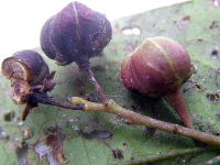 Phyllanthus clamboides image