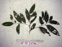 Celtis latifolia image