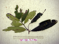 Merrilliodendron megacarpum image