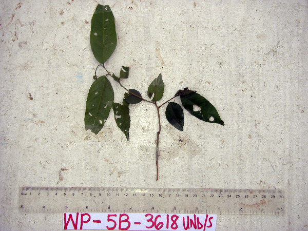 Diospyros areolifolia image