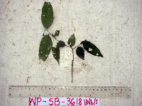 Image of Diospyros areolifolia