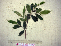 Syzygium longipes image