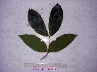 Cynometra megalocephala image