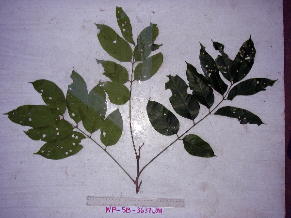 Goniocheton arborescens image