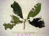 Ixora novoguineensis image