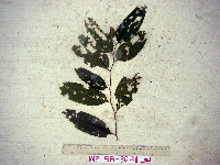 Celtis latifolia image