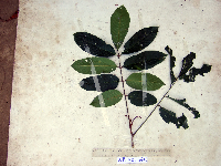 Aglaia caroli image