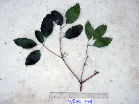 Pimelodendron amboinicum image