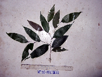 Celtis latifolia image