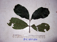 Chisocheton lasiocarpus image