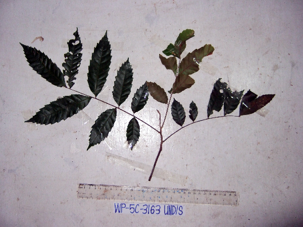 Cupaniopsis curvidens image