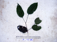 Celtis latifolia image