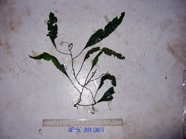 Asplenium scolopendropsis image