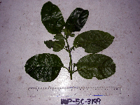 Parsonsia buruensis image