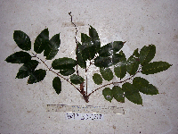 Canarium indicum image