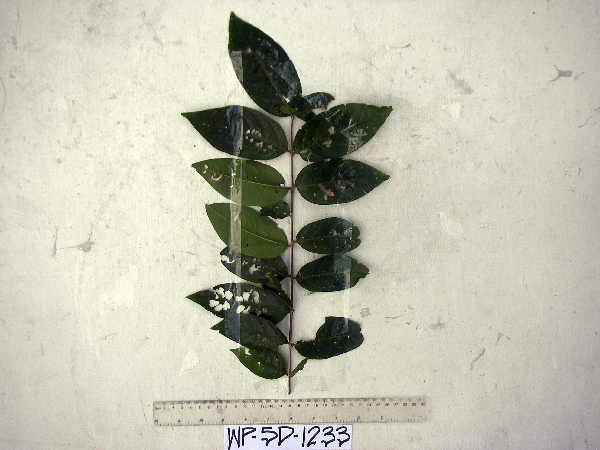 Lagerstroemia engleriana image