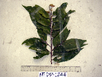 Mitrephora diversifolia image