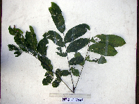 Harpullia arborea image