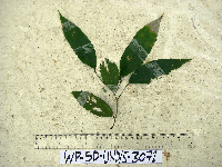 Celtis latifolia image