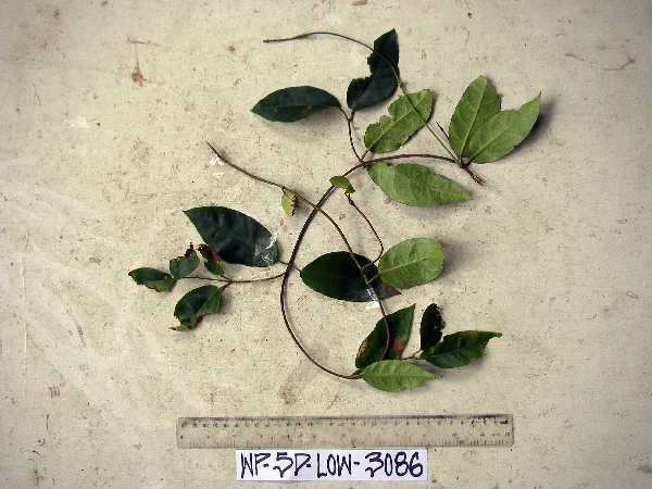 Parsonsia alboflavescens image