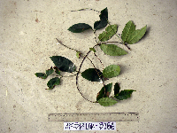 Image of Parsonsia alboflavescens